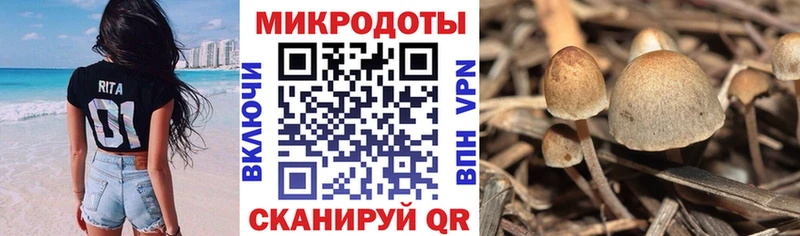 блэк спрут ссылка  Павлово  Галлюциногенные грибы Cubensis 